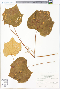 Vitis labrusca image