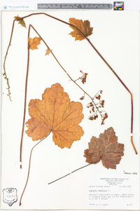 Heuchera americana image