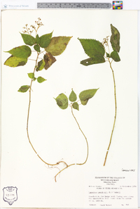 Laportea canadensis image