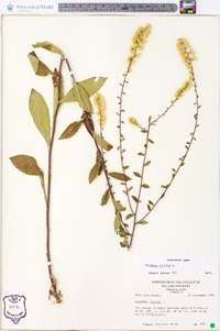 Solidago bicolor image