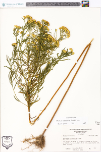 Euthamia tenuifolia image