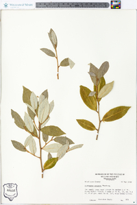 Elaeagnus pungens image