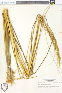 Spartina alterniflora image