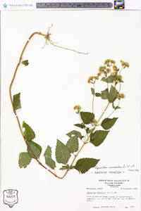 Ageratina aromatica image