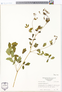 Thalictrum amphibolum image