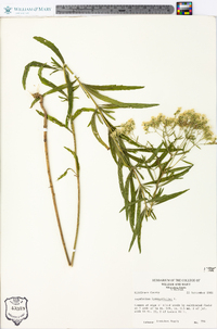 Eupatorium hyssopifolium image