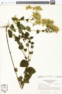 Eupatorium rotundifolium subsp. ovatum image