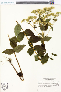 Eupatorium rotundifolium var. ovatum image