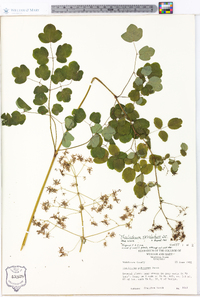 Thalictrum amphibolum image