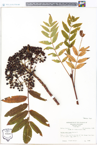 Sorbus americana image