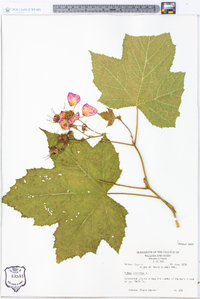 Rubus odoratus image