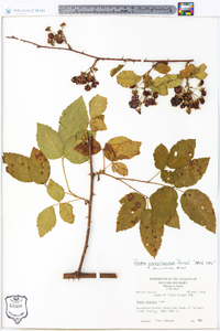 Rubus pensilvanicus image