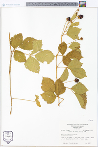 Rubus flagellaris image