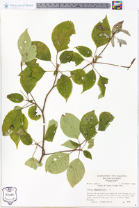 Cornus alternifolia image