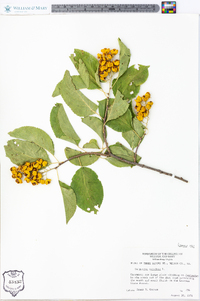 Celastrus scandens image