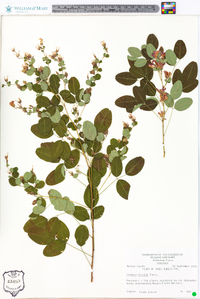 Lespedeza bicolor image