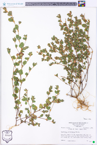 Lespedeza stipulacea image