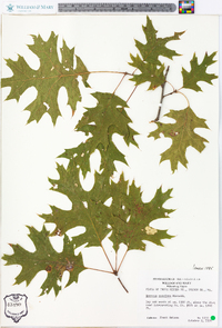 Quercus coccinea image