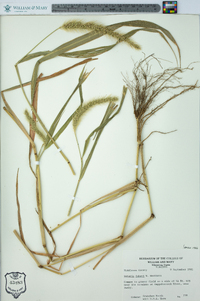 Setaria faberi image