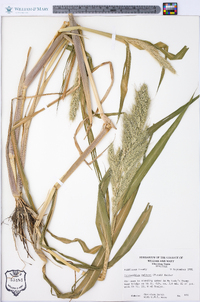 Echinochloa walteri image