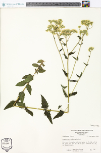 Eupatorium pilosum image