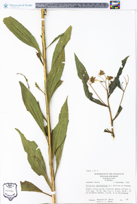 Verbesina alternifolia image