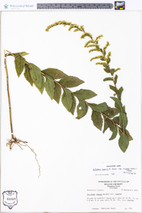 Solidago rugosa subsp. aspera image