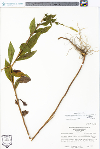 Solidago rugosa subsp. aspera image