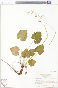 Heuchera americana image