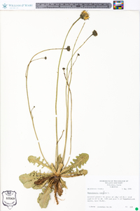 Hypochaeris radicata image