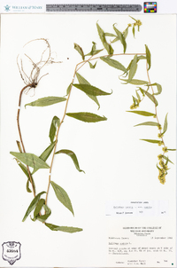 Solidago caesia var. caesia image