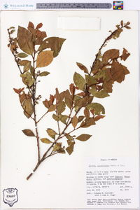 Lyonia squamulosa image