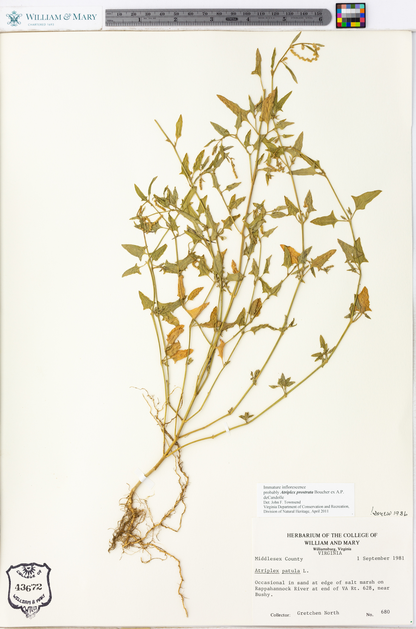 Atriplex prostrata image