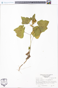 Xanthium strumarium var. glabratum image