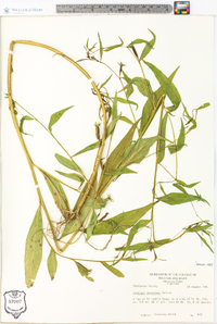 Ludwigia decurrens image