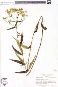 Eupatorium altissimum image