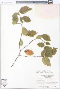 Ulmus alata image