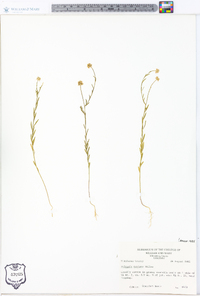 Polygala mariana image