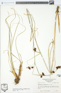 Rhynchospora glomerata image