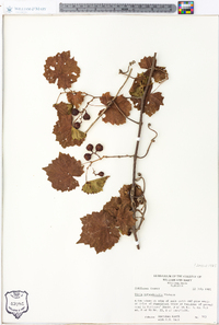 Vitis rotundifolia image