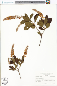 Clethra alnifolia image