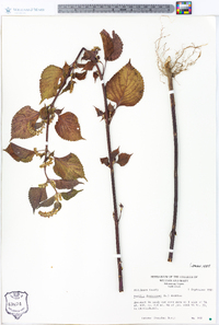 Perilla frutescens image