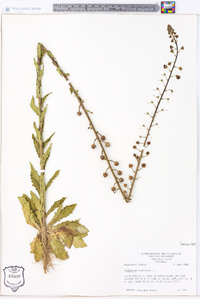 Verbascum blattaria image