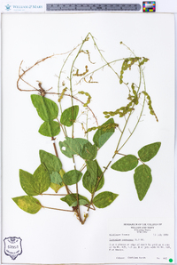 Desmodium canescens image