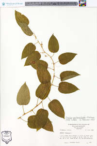 Smilax pulverulenta image