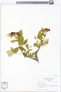 Rubus occidentalis image