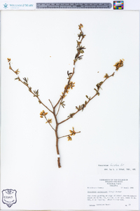 Vaccinium fuscatum image