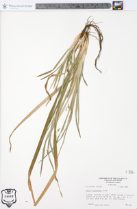 Carex laxiculmis image