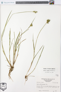 Carex longii image