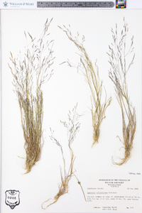 Agrostis elliottiana image